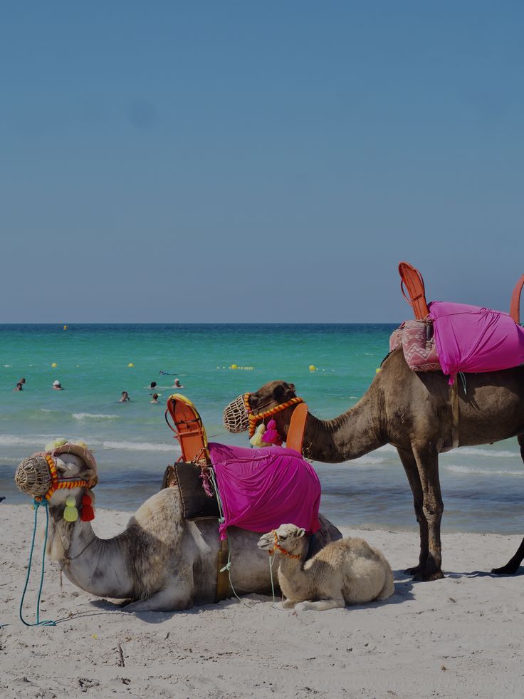 Camel and dromedary rides on a beach in Tunisia during summer