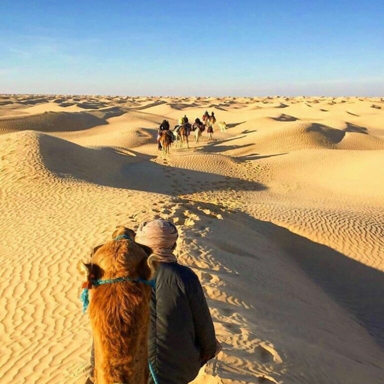 Camel ride through the dunes of the Tunisian desert